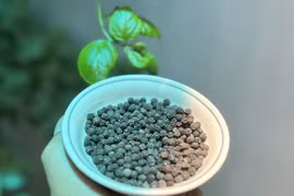 Một loại hạt của Việt Nam từ chót bảng lên đắt nhất thế giới