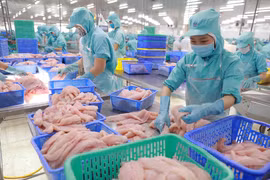Nhu cầu và giá xuất khẩu cá tra sẽ phục hồi từ nửa cuối 2023?