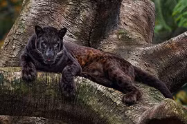 Sự thật thú vị về báo đen Black Panther hư cấu