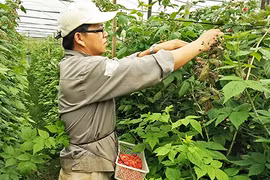 Làm giàu từ cây phúc bồn tử ở Lâm Đồng 