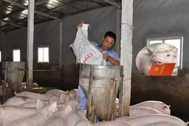 Khủng hoảng giá lợn, Việt Nam vẫn chi 2.400 tỷ nhập khẩu thịt