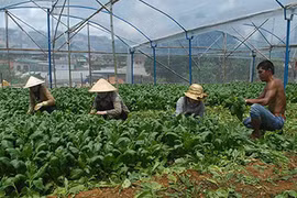 Thu lãi cao ngất ngưởng nhờ rau cải... “thần kỳ”