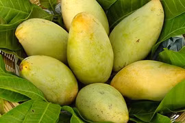 Về Hoà Lộc tìm nguồn gốc vua của các loại xoài