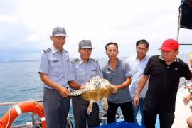 3 cá thể rùa biển được thả về tự nhiên ở Phan Thiết gồm loài nào?