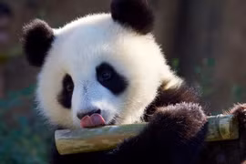 Vì sao gấu trúc ăn chay vẫn béo?