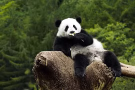 Vì sao gấu trúc dù ăn chay vẫn béo ú?