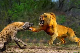 Vì sao linh cẩu không bị sư tử ăn thịt dù "lép vế" hoàn toàn? 