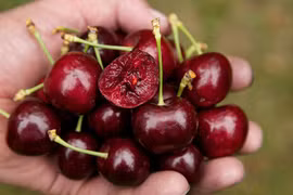 Bí quyết mua cherry "xịn" và ngon nhất