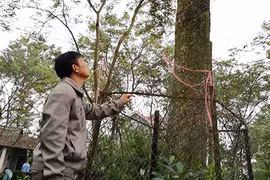 Người giữ cây sưa tổ giá bạc tỷ ở "thủ phủ" sưa đỏ miền Bắc