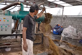 Công nghệ độc và hay: Ép phân lợn tươi thành… tiền