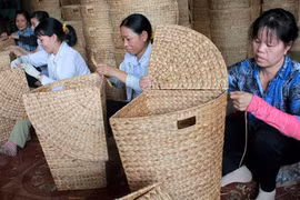 Cọng lục bình khô: Hành trình từ 0 đồng thành thứ đắt đỏ