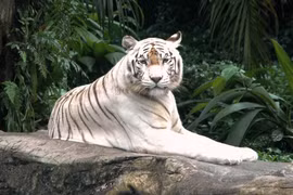 Hổ Bengal sinh 7 con tại Biên Hoà: Loài siêu hiếm ở Việt Nam