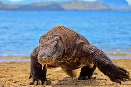 “Vũ khí” giúp rồng komodo săn mồi cực đỉnh