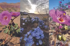 Những loài hoa khoe sắc ở sa mạc Atacama khô cằn