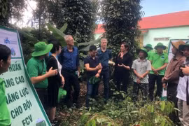Đưa 'cây triệu đô' của Việt Nam trở lại thời... hoàng kim