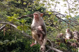 Khỉ vàng vừa được người Huế giao nộp... loài "quý như vàng" ở Việt Nam