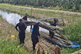 Nhà máy tạm ngừng, thương lái ép giá, dân hết mặn mà với cây mía