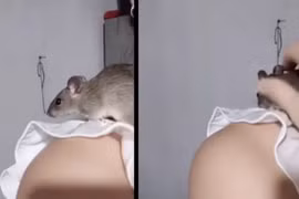 Quái dị cô gái nuôi chuột đồng như thú cưng