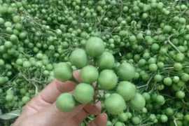 Thứ quả dại thành đặc sản núi rừng được săn lùng