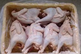 Gà mái đẻ "siêu" rẻ 70.000 đồng/con ồ ạt tràn về TPHCM