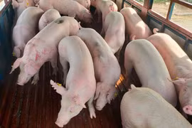 Giá heo hơi hôm nay 27/10: Miền Bắc - Nam biến động trái chiều