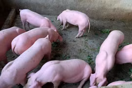 Giá heo hơi hôm nay 26/10: Cao nhất 55.000 đồng/kg