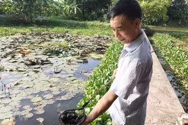 Có của ăn của để nhờ nuôi loài ốc nhồi đẻ khỏe ở ao bèo
