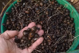 Nuôi con vật chỉ ăn lá cây vẫn lớn đều đều, thu tiền mỏi tay