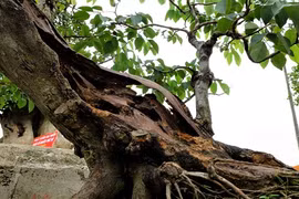 1,4 tỷ đồng chậu sưa đỏ bonsai ở Hà Nội