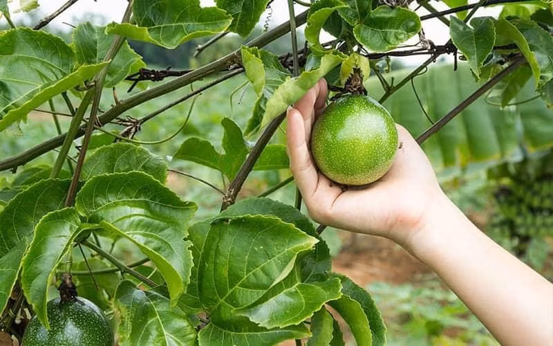 Bệnh viện khuyến cáo người dân không nên ăn quả chanh dây còn xanh.