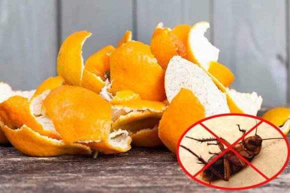 Cơm nguội đừng đổ đi, trộn với thứ này đuổi gián hiệu quả - Hình 4 Com nguoi dung do di, tron voi thu nay duoi gian hieu qua-Hinh-4