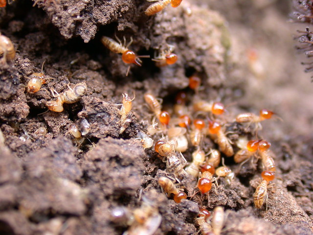 Rùng mình 5 món ăn từ côn trùng đáng sợ nhất châu Phi - Hình 5 Rung minh 5 mon an tu con trung dang so nhat chau Phi-Hinh-5