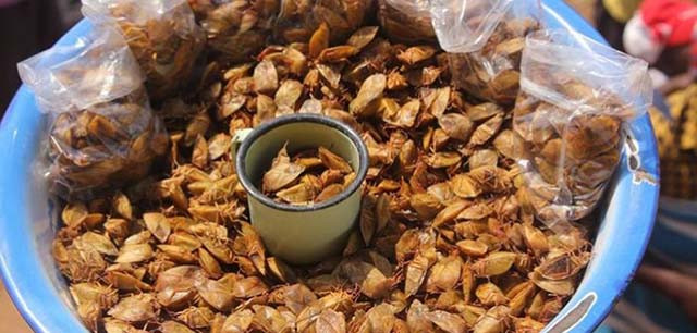 Rùng mình 5 món ăn từ côn trùng đáng sợ nhất châu Phi - Hình 4 Rung minh 5 mon an tu con trung dang so nhat chau Phi-Hinh-4