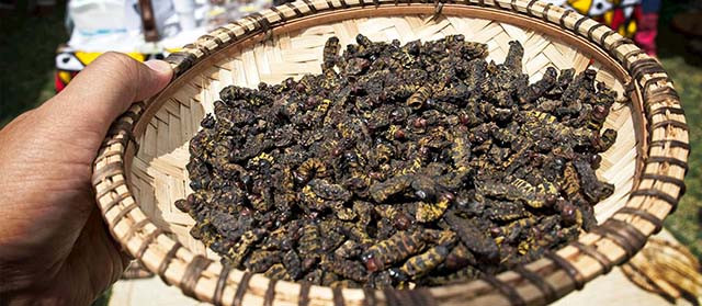 Rùng mình 5 món ăn từ côn trùng đáng sợ nhất châu Phi - Hình 3 Rung minh 5 mon an tu con trung dang so nhat chau Phi-Hinh-3