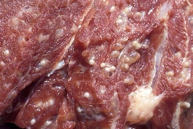 Xẻ đôi miếng thịt lợn vừa mua, cô gái phát hiện điều kinh dị - Hình 2 Xe doi mieng thit lon vua mua, co gai phat hien dieu kinh di-Hinh-2