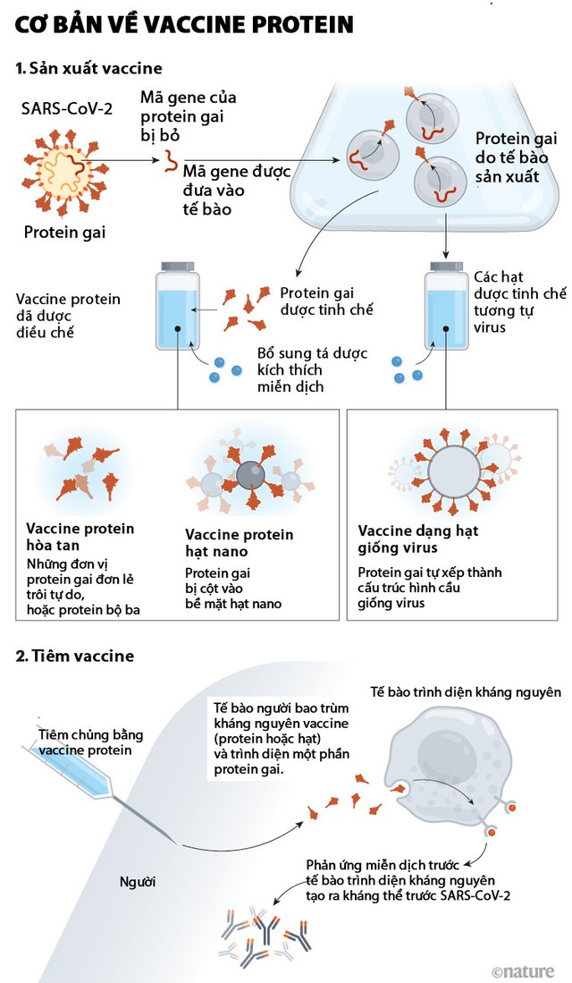 Novavax phát triển vaccine chống biến chủng Omicron Novavax phat trien vaccine chong bien chung Omicron
