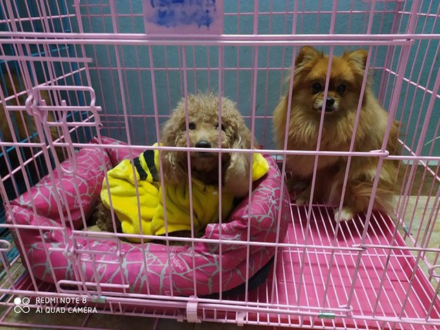 Nhà giàu chi tiền triệu thuê dịch vụ chăm chó mèo ngày Tết - Hình 2 Nha giau chi tien trieu thue dich vu cham cho meo ngay Tet-Hinh-2