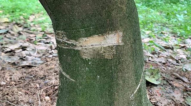 Kẻ xấu vứt xác chó xuống giếng nước, cưa hàng loạt gốc bưởi ở Hà Tĩnh - Hình 2 Ke xau vut xac cho xuong gieng nuoc, cua hang loat goc buoi o Ha Tinh-Hinh-2
