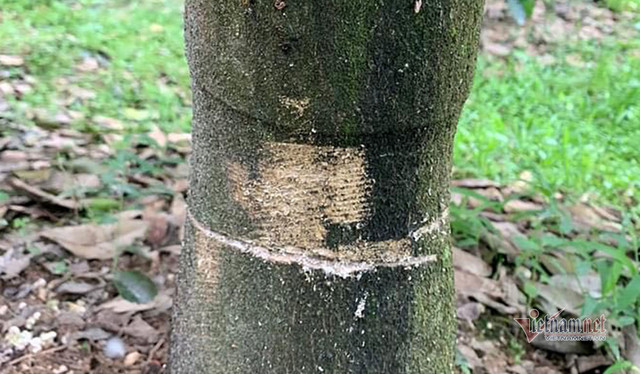 Kẻ xấu vứt xác chó xuống giếng nước, cưa hàng loạt gốc bưởi ở Hà Tĩnh - Hình 4 Ke xau vut xac cho xuong gieng nuoc, cua hang loat goc buoi o Ha Tinh-Hinh-4