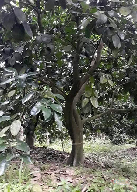 Kẻ xấu vứt xác chó xuống giếng nước, cưa hàng loạt gốc bưởi ở Hà Tĩnh - Hình 3 Ke xau vut xac cho xuong gieng nuoc, cua hang loat goc buoi o Ha Tinh-Hinh-3