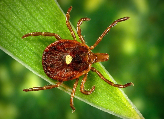 Phát hiện virus gây bệnh chết người đang lây lan nhanh Phat hien virus gay benh chet nguoi dang lay lan nhanh