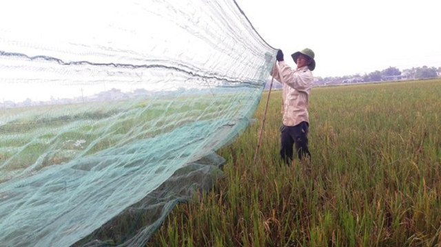 3 thứ lộc trời cứ đến mùa là xuất hiện, kiếm tiền triệu/ngày - Hình 2 3 thu loc troi cu den mua la xuat hien, kiem tien trieu/ngay-Hinh-2