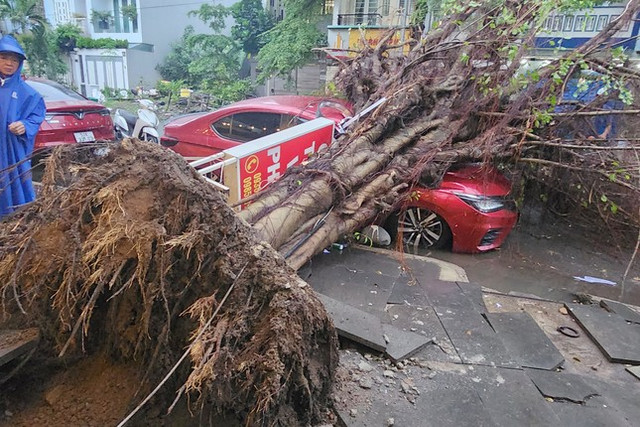 TP HCM: Mưa to, cây si lớn bật gốc, đè bẹp ô tô TP HCM: Mua to, cay si lon bat goc, de bep o to