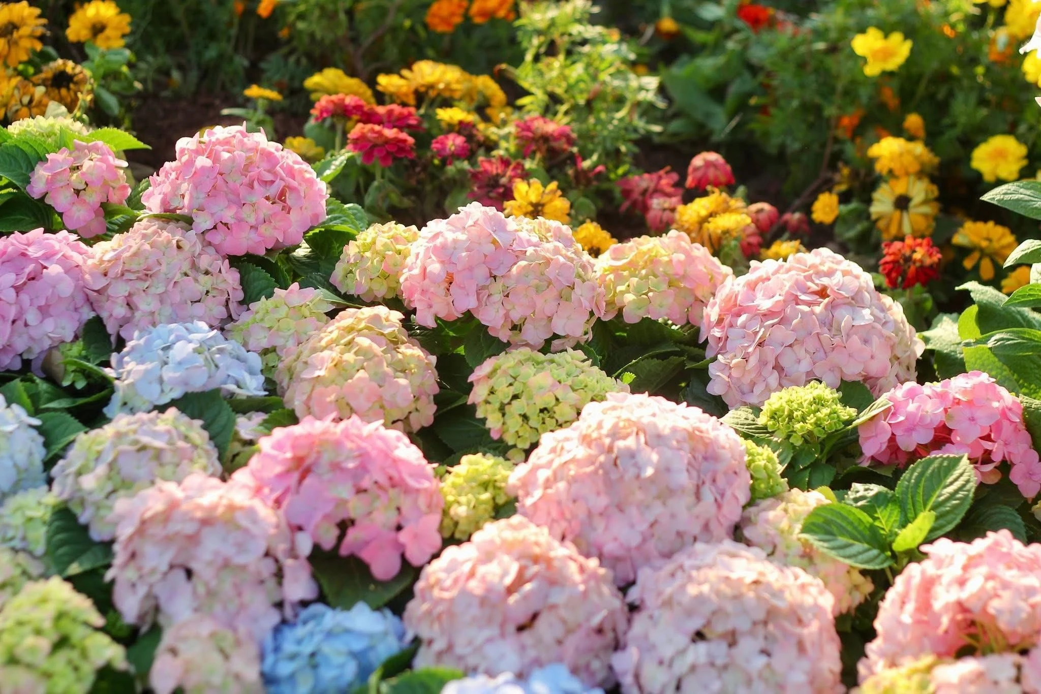 'Dụi mắt' ngắm thảm hoa đẹp lung linh bên hồ Gươm