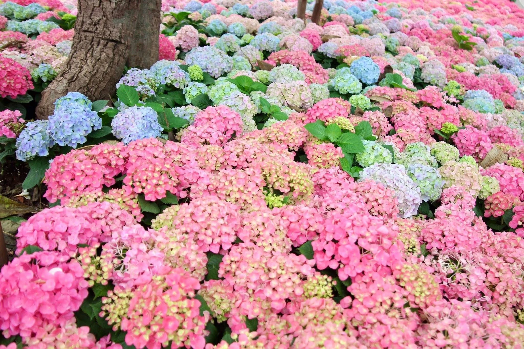 Hà Nội rực rỡ sắc hoa Cẩm Tú Cầu khiến người đi đường cứ ngỡ như Đà Lạt