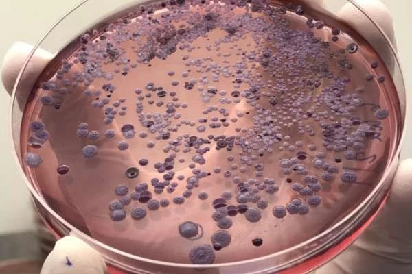 Thái Lan đối mặt dịch sốt đất nguy hiểm, hơn 40% ca tử vong