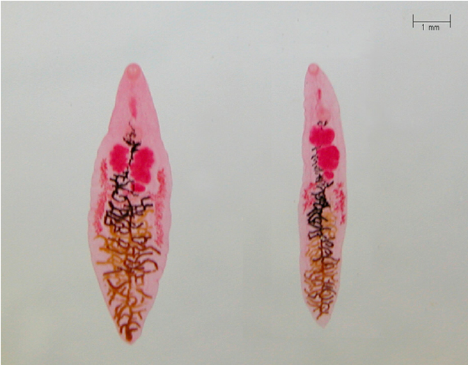  5. Sán lá Dicrocoelium điều khiển kiến leo lên ngọn cỏ. Khi ký sinh vào kiến, sán lá buộc vật chủ bám vào ngọn cỏ vào ban đêm, tăng khả năng bị động vật ăn cỏ nuốt phải, giúp sán tiếp tục vòng đời trong cơ thể động vật có vú. Ảnh: researchgate.net.