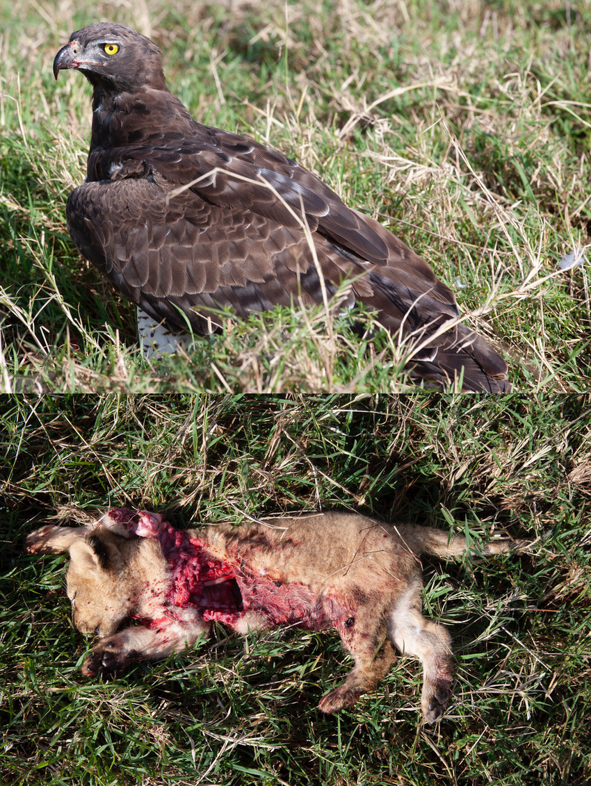 Họ đã thu thập thông tin về tổng cộng 7 sự cố, bao gồm cả vụ việc xảy ra năm 2012, trong đó đại bàng martial tấn công và giết chết 7 con sư tử non và làm một con khác suýt chết. Hatfield cho rằng phần lớn các sự cố này đều liên quan đến đại bàng cái trưởng thành dù có hai trường hợp liên quan đến đại bàng non.