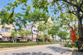 TP HCM: Cây phượng bật gốc chắn ngang đường Phạm Huy Thông sáng mùng 6 Tết