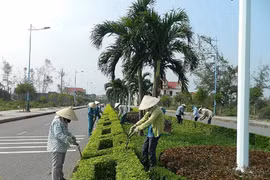 Phường Chánh Hiệp chỉ định gói chăm sóc cây xanh hơn 1,4 tỷ đồng 